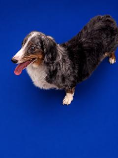 Enlarge Clancy, an adopted Dachshund (Long Haired) in Ladson, SC image 2/3