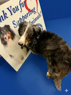 Enlarge Clancy, an adopted Dachshund (Long Haired) in Ladson, SC image 3/3