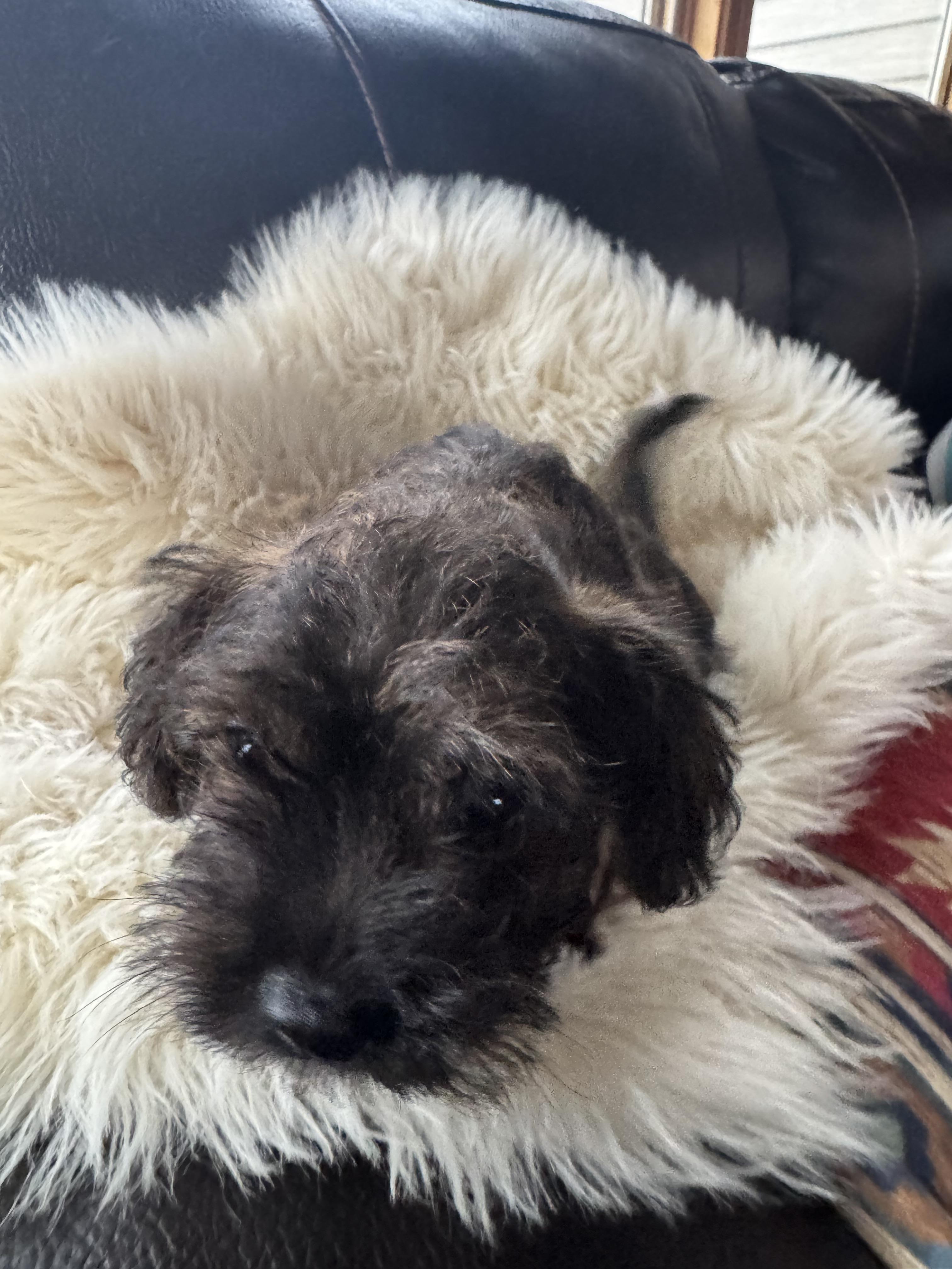 Enlarge Ruger, a Adoptable mixed breed in Glenwood City, WI image 3/6
