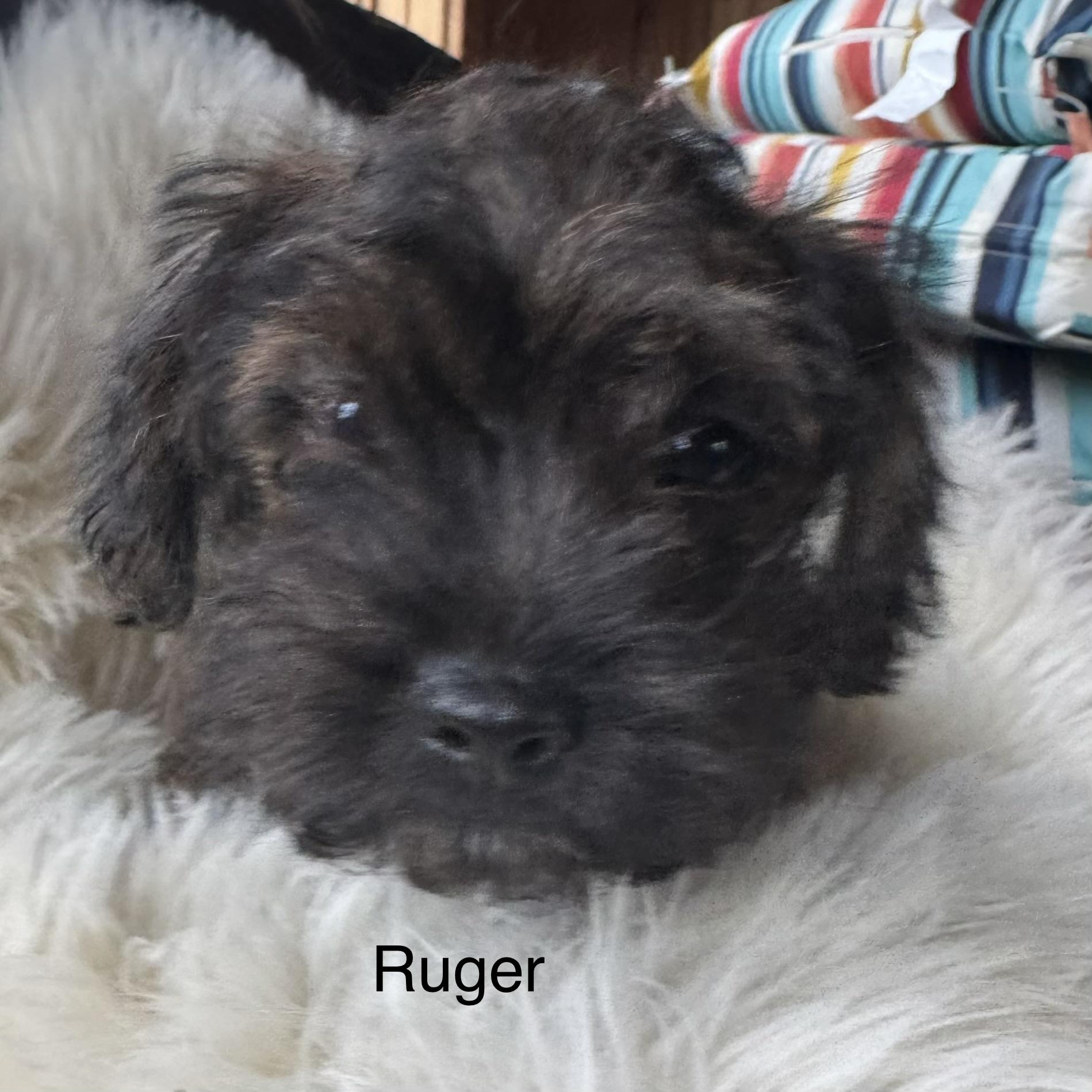 Enlarge Ruger, a Adoptable mixed breed in Glenwood City, WI image 1/6