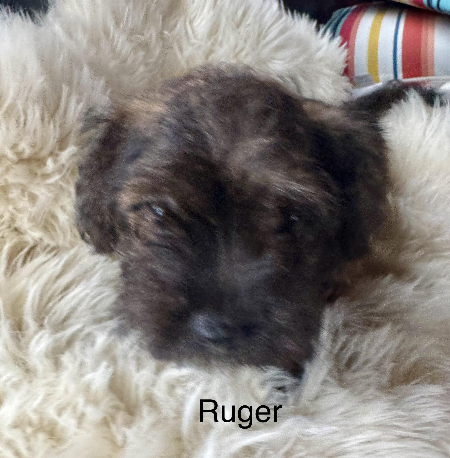 Enlarge Ruger, a Adoptable mixed breed in Glenwood City, WI image 6/6