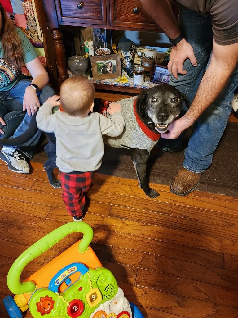 Butch, a Adoptable mixed breed in Effingham, IL image 2/5