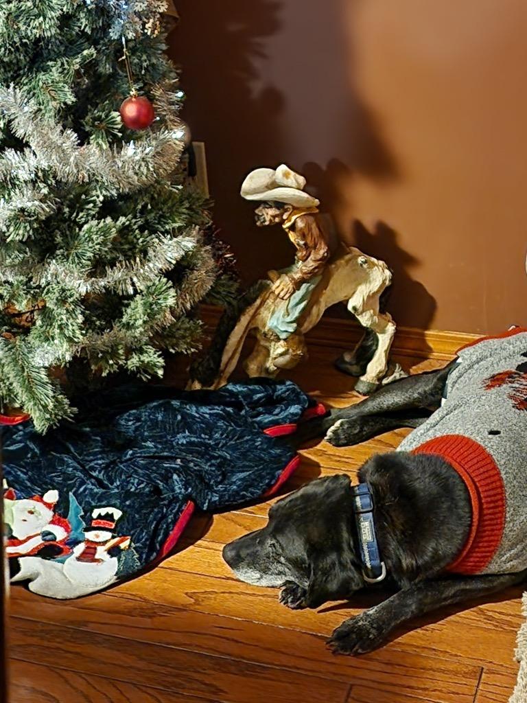 Enlarge Butch, a Adoptable mixed breed in Effingham, IL image 2/5