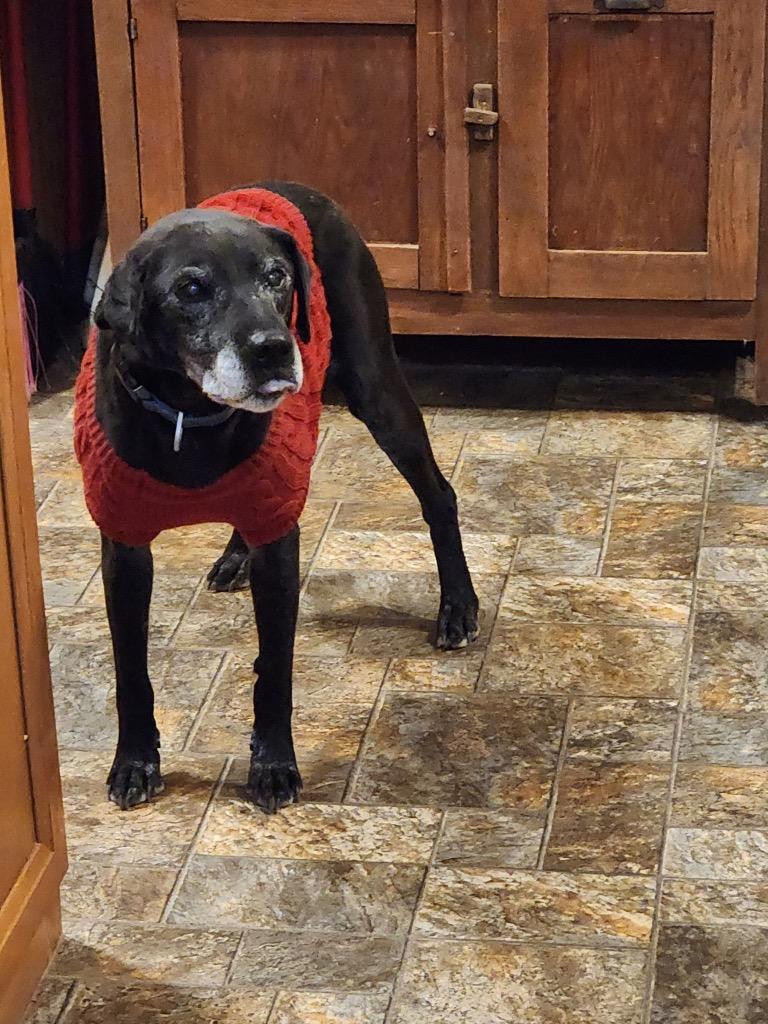 Butch, a Adoptable mixed breed in Effingham, IL image 3/5