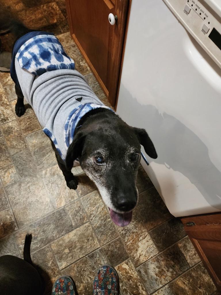 Butch, a Adoptable mixed breed in Effingham, IL image 4/5