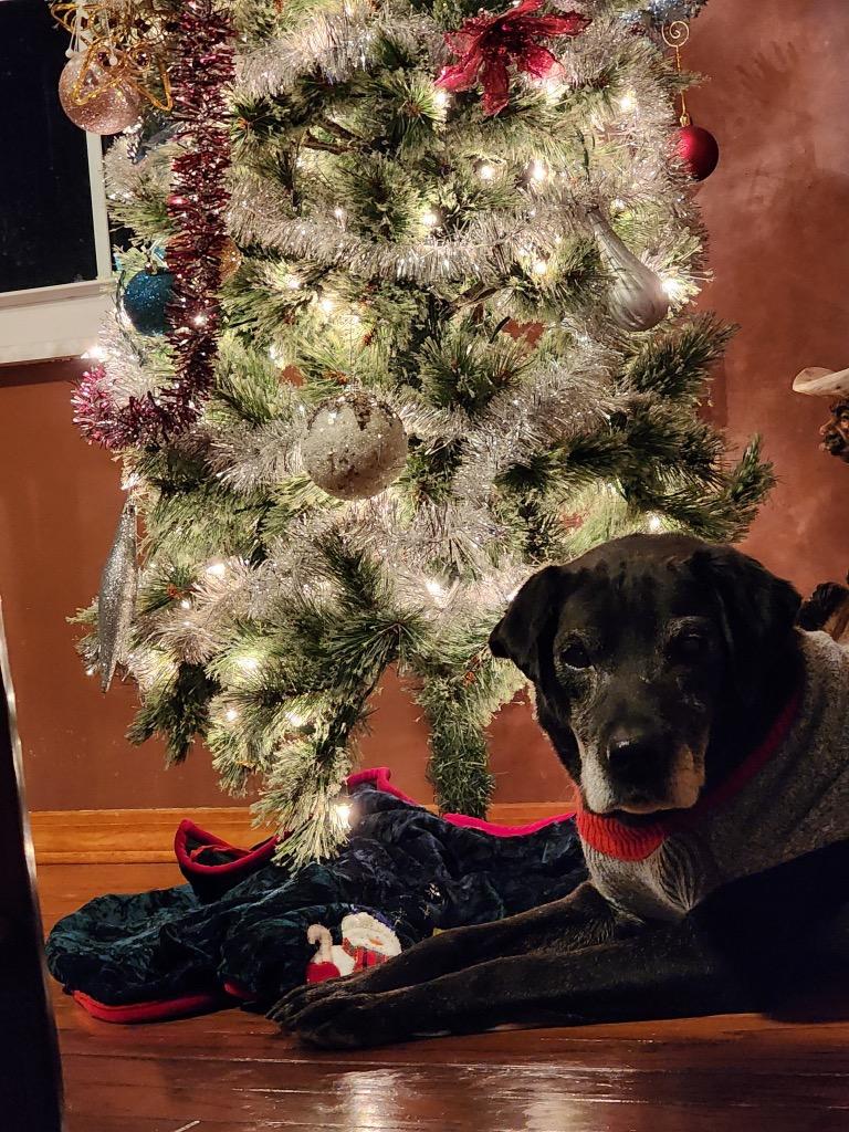 Butch, a Adoptable mixed breed in Effingham, IL image 5/5