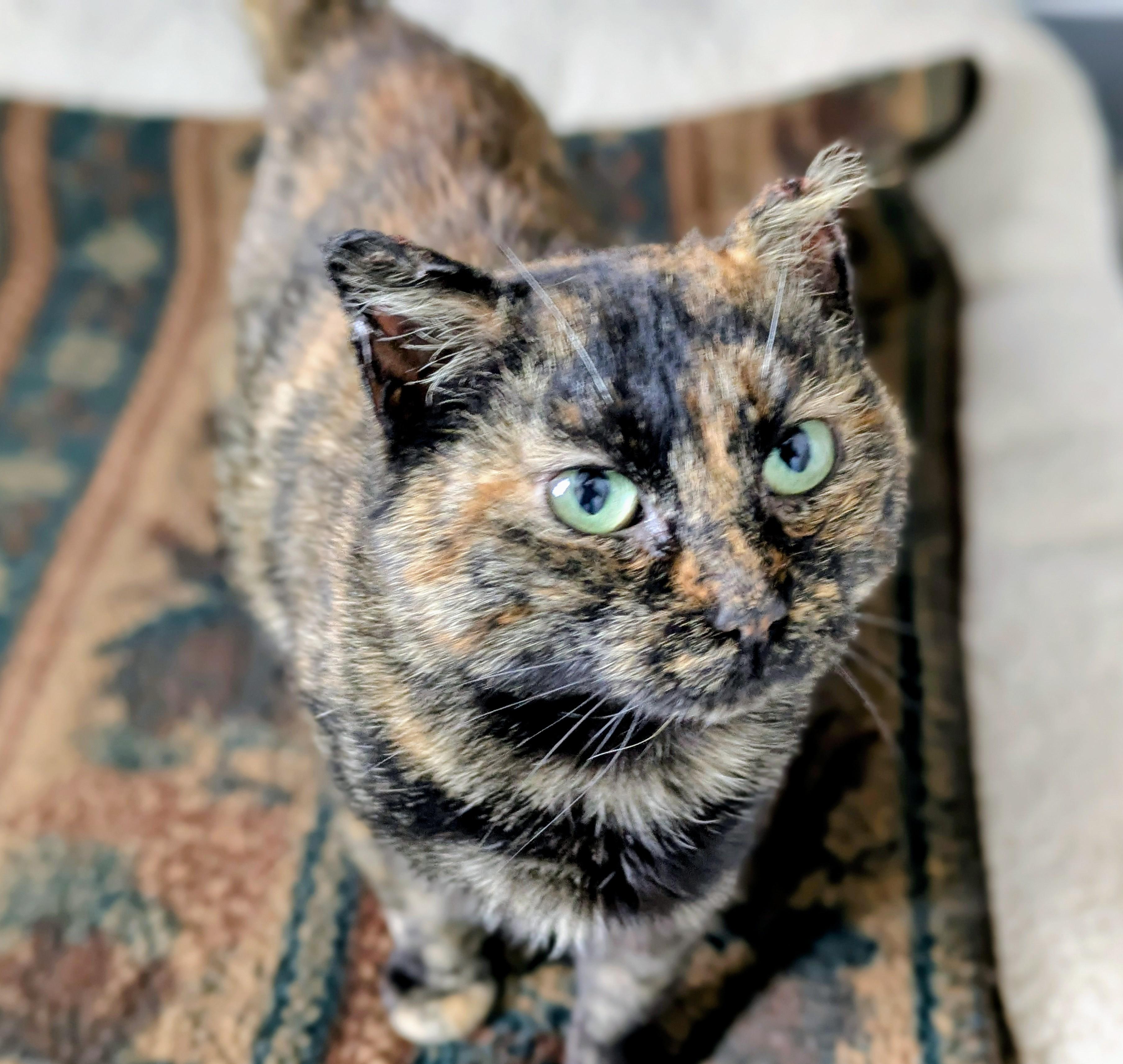 Rosemary, ADOPTABLE, Adult Female Domestic Short Hair.