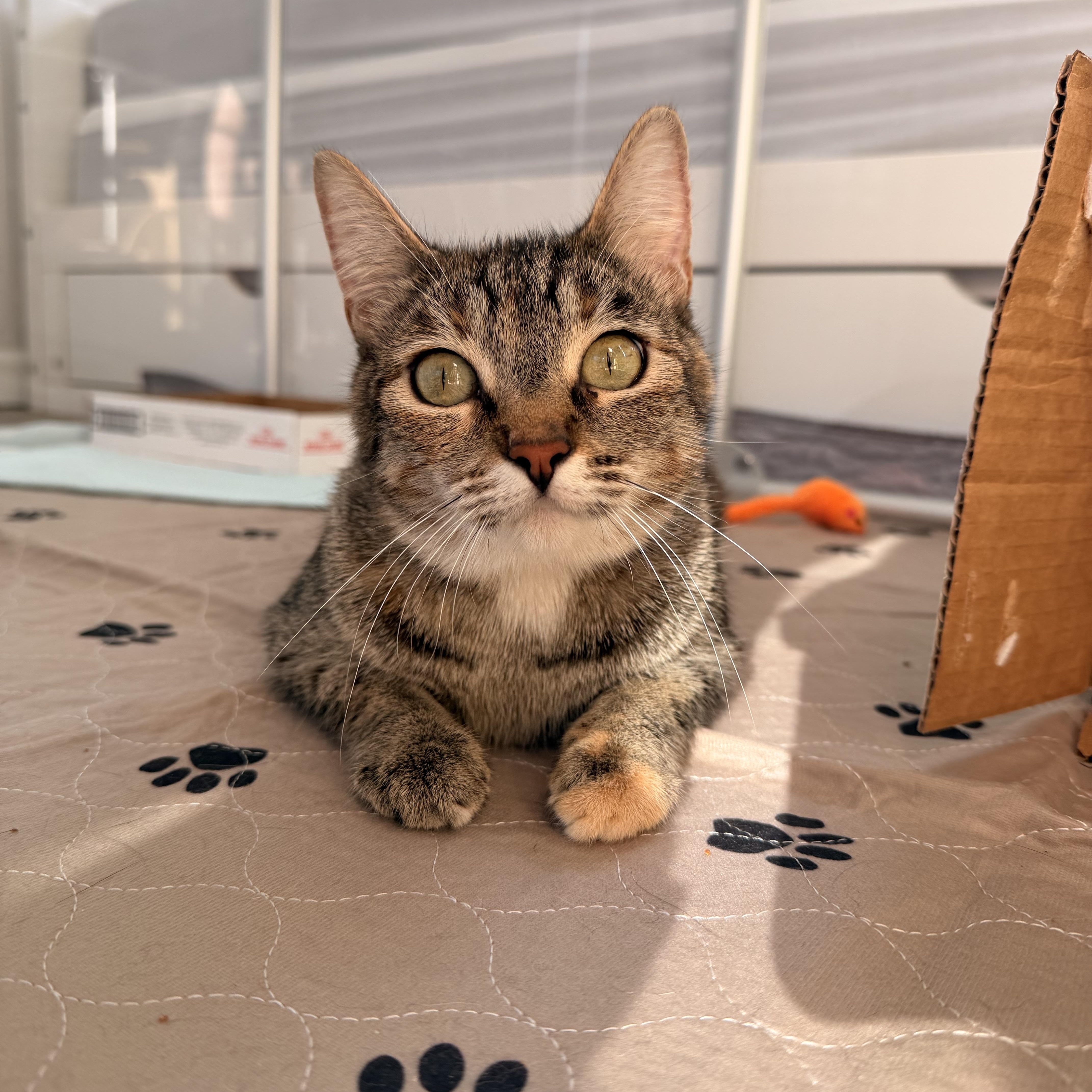 Enlarge Rotisserie Chicken, a ADOPTABLE Domestic Short Hair in Portland, OR image 2/6