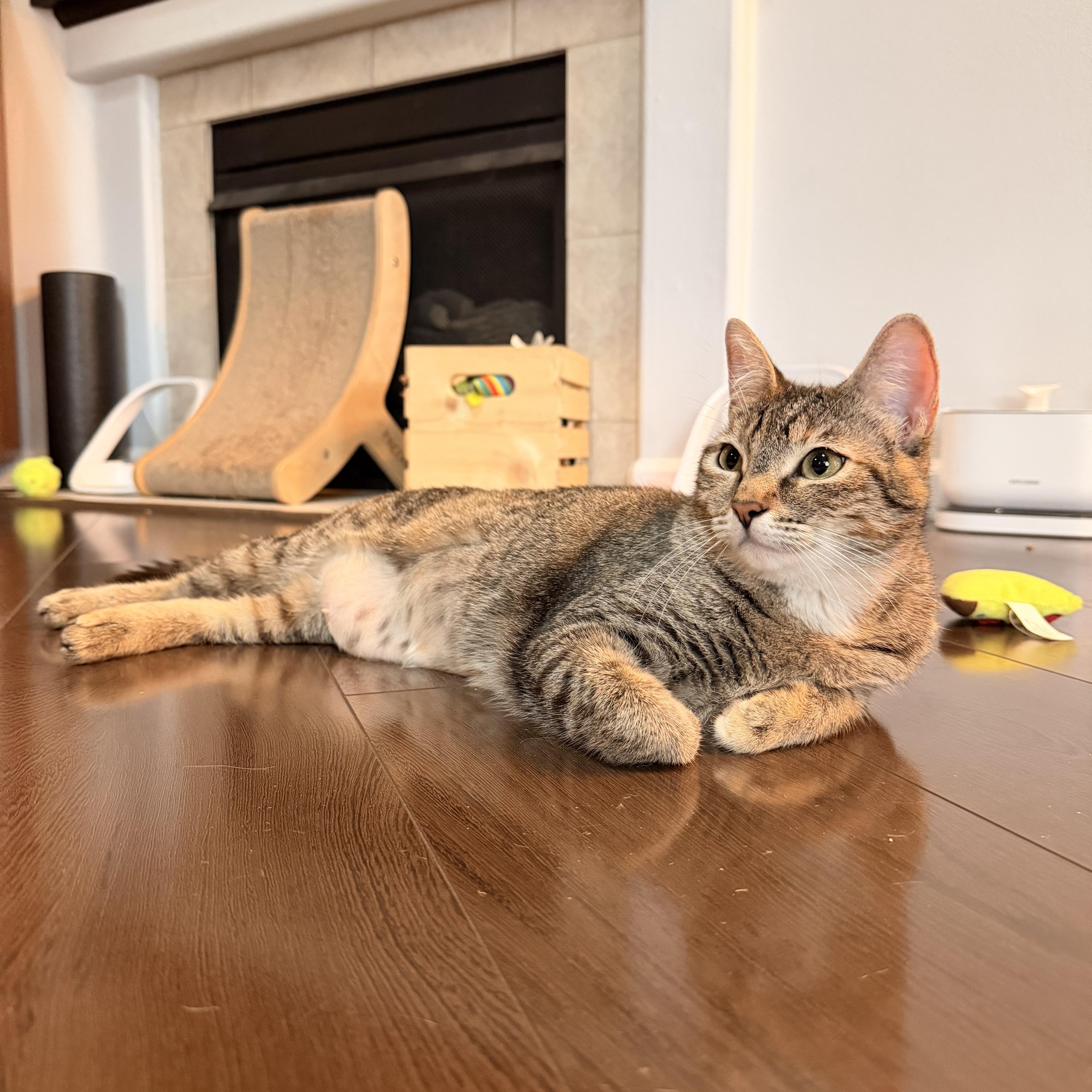 Enlarge Rotisserie Chicken, a ADOPTABLE Domestic Short Hair in Portland, OR image 2/6