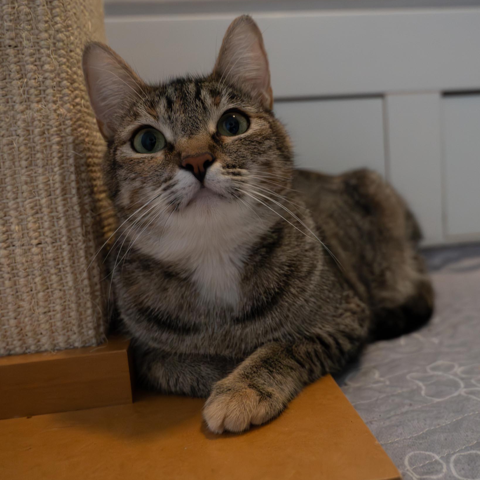 Enlarge Rotisserie Chicken, a ADOPTABLE Domestic Short Hair in Portland, OR image 5/6