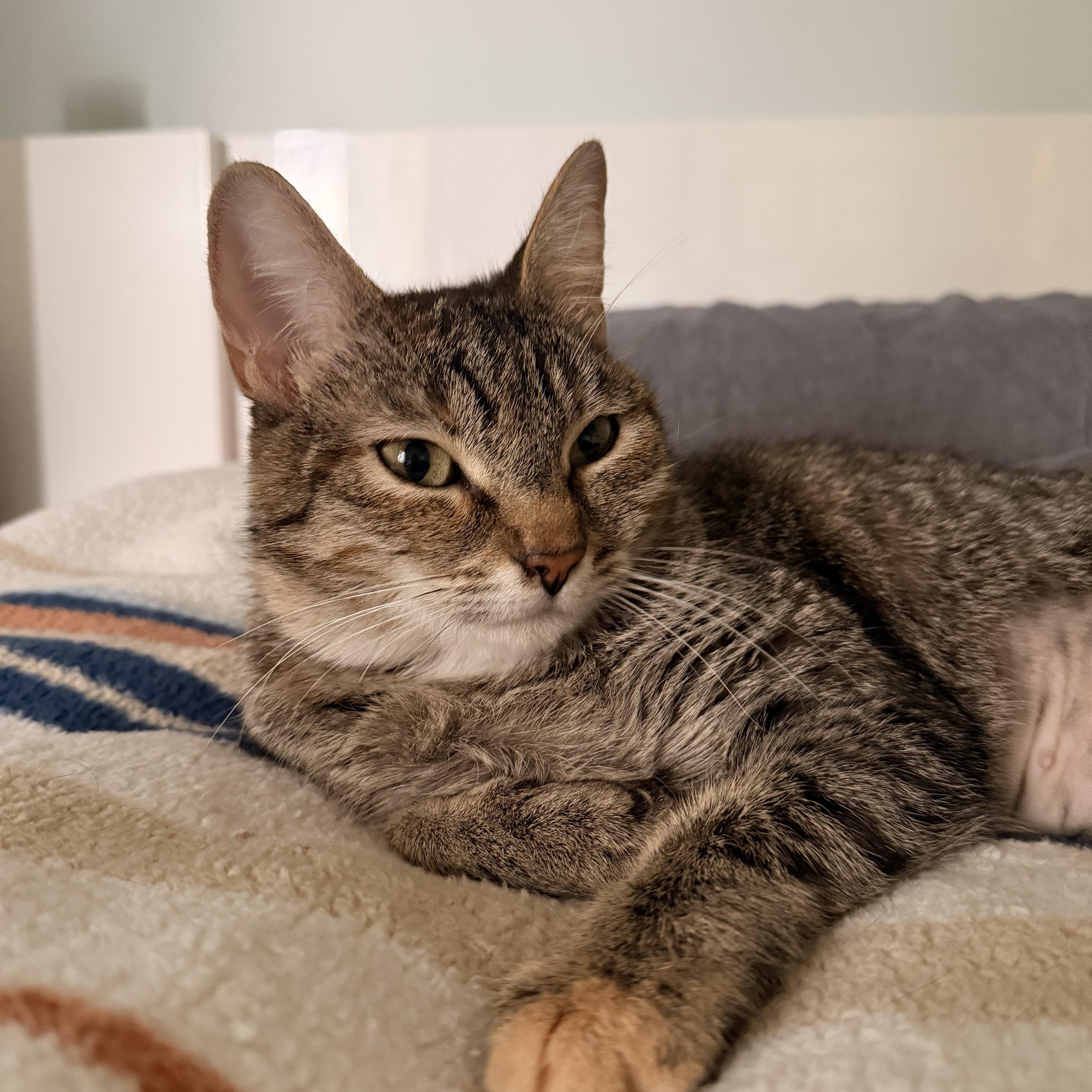 Enlarge Rotisserie Chicken, a ADOPTABLE Domestic Short Hair in Portland, OR image 3/6