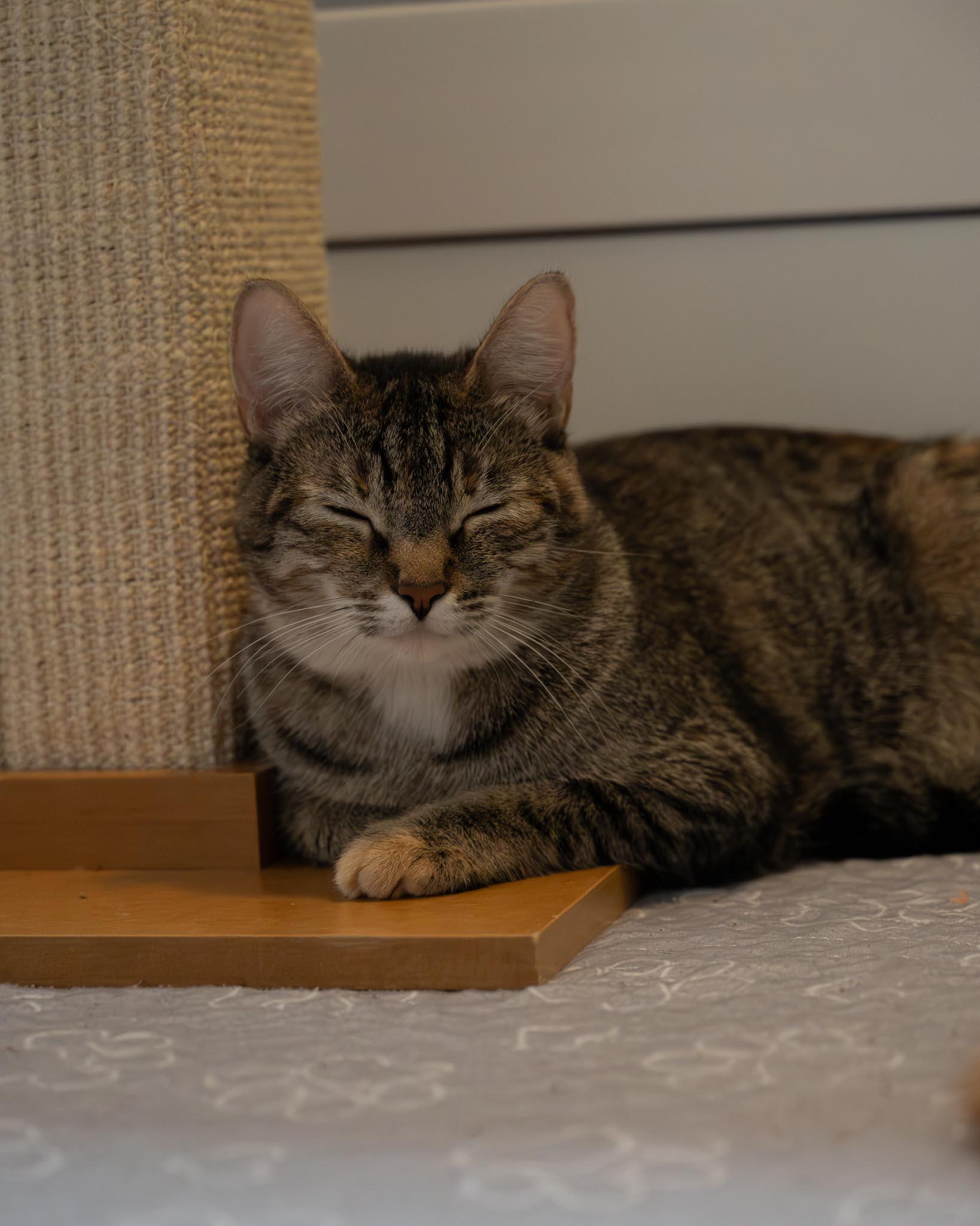 Enlarge Rotisserie Chicken, a ADOPTABLE Domestic Short Hair in Portland, OR image 6/6