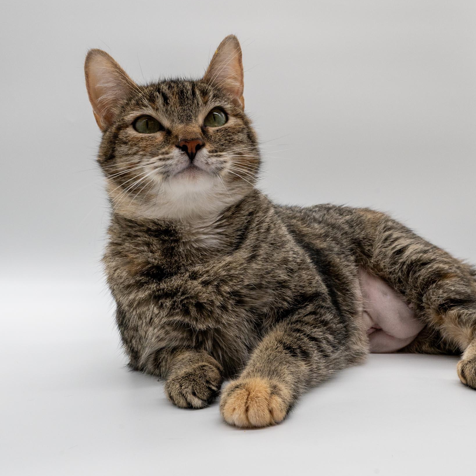 Enlarge Rotisserie Chicken, a ADOPTABLE Domestic Short Hair in Portland, OR image 4/6