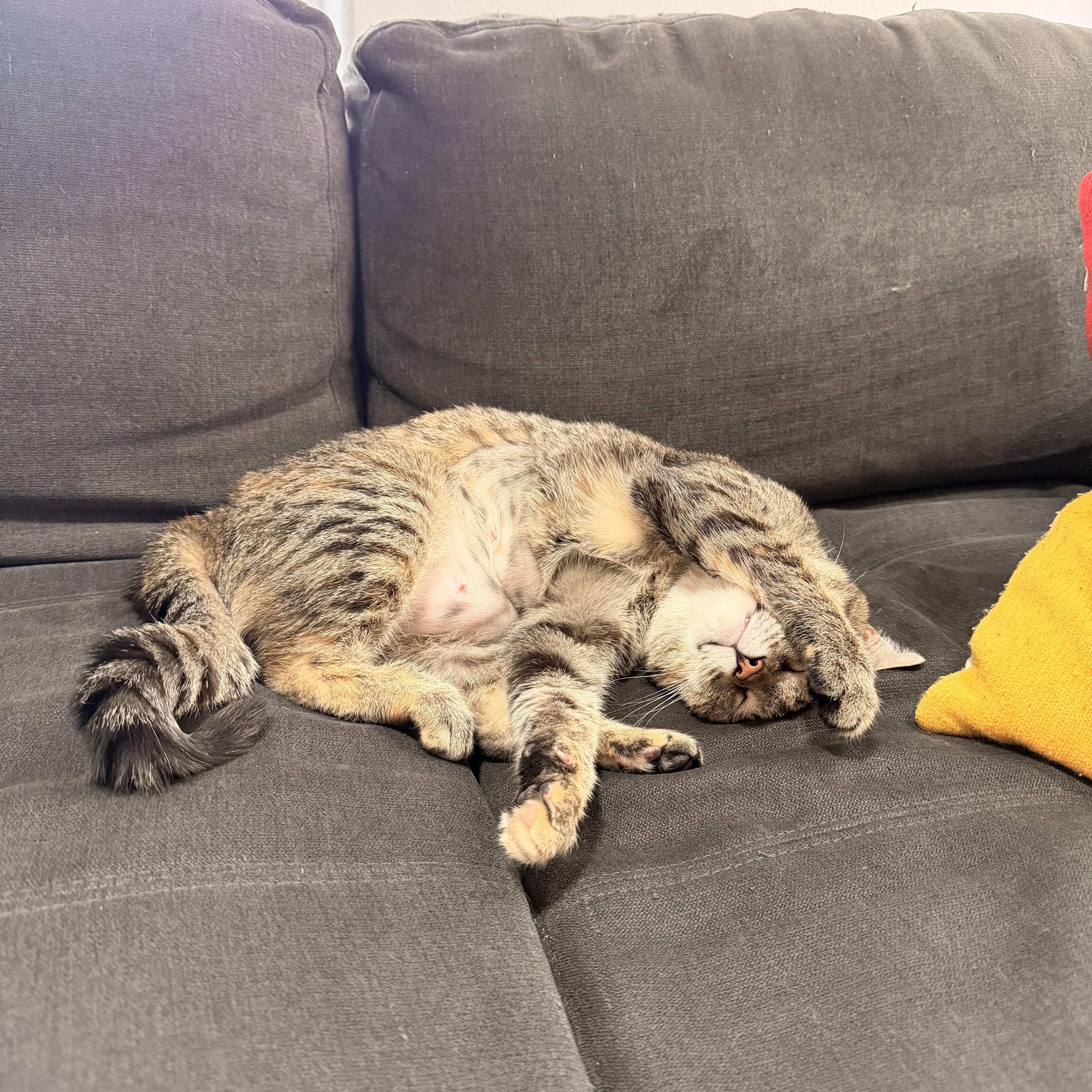 Enlarge Rotisserie Chicken, a ADOPTABLE Domestic Short Hair in Portland, OR image 6/6