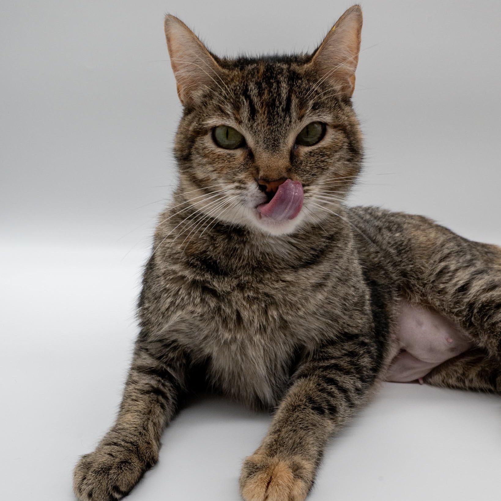 Enlarge Rotisserie Chicken, a ADOPTABLE Domestic Short Hair in Portland, OR image 1/6