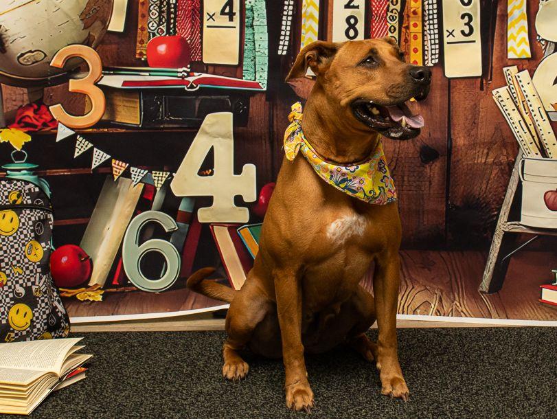 Azuri, a Adoptable mixed breed in Sanford, FL image 3/3