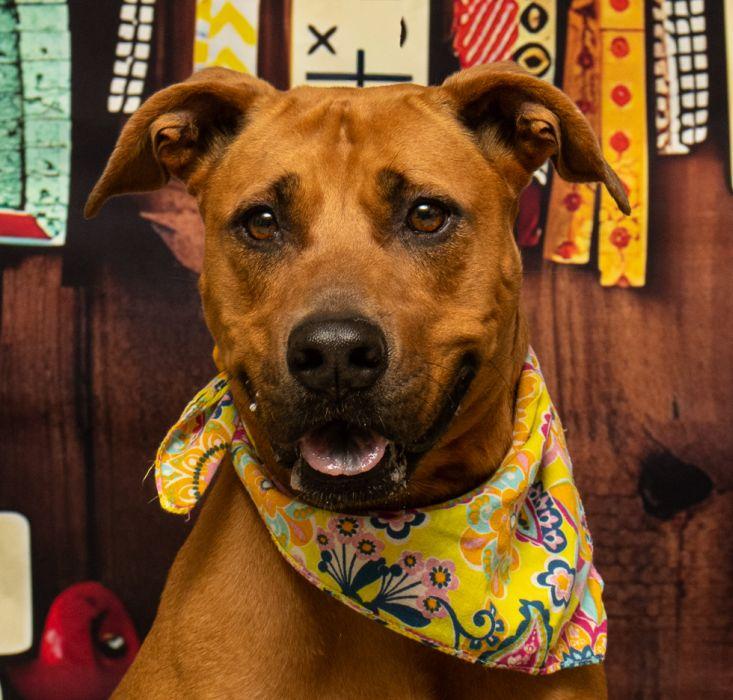 Azuri, Adoptable, Young Female Terrier.