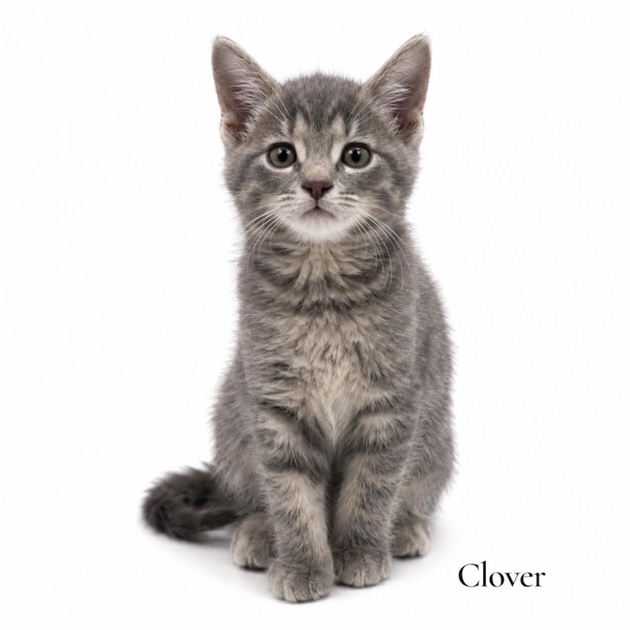 Enlarge Clover, a Adoptable Domestic Short Hair in Stevensville, MI image 1/1