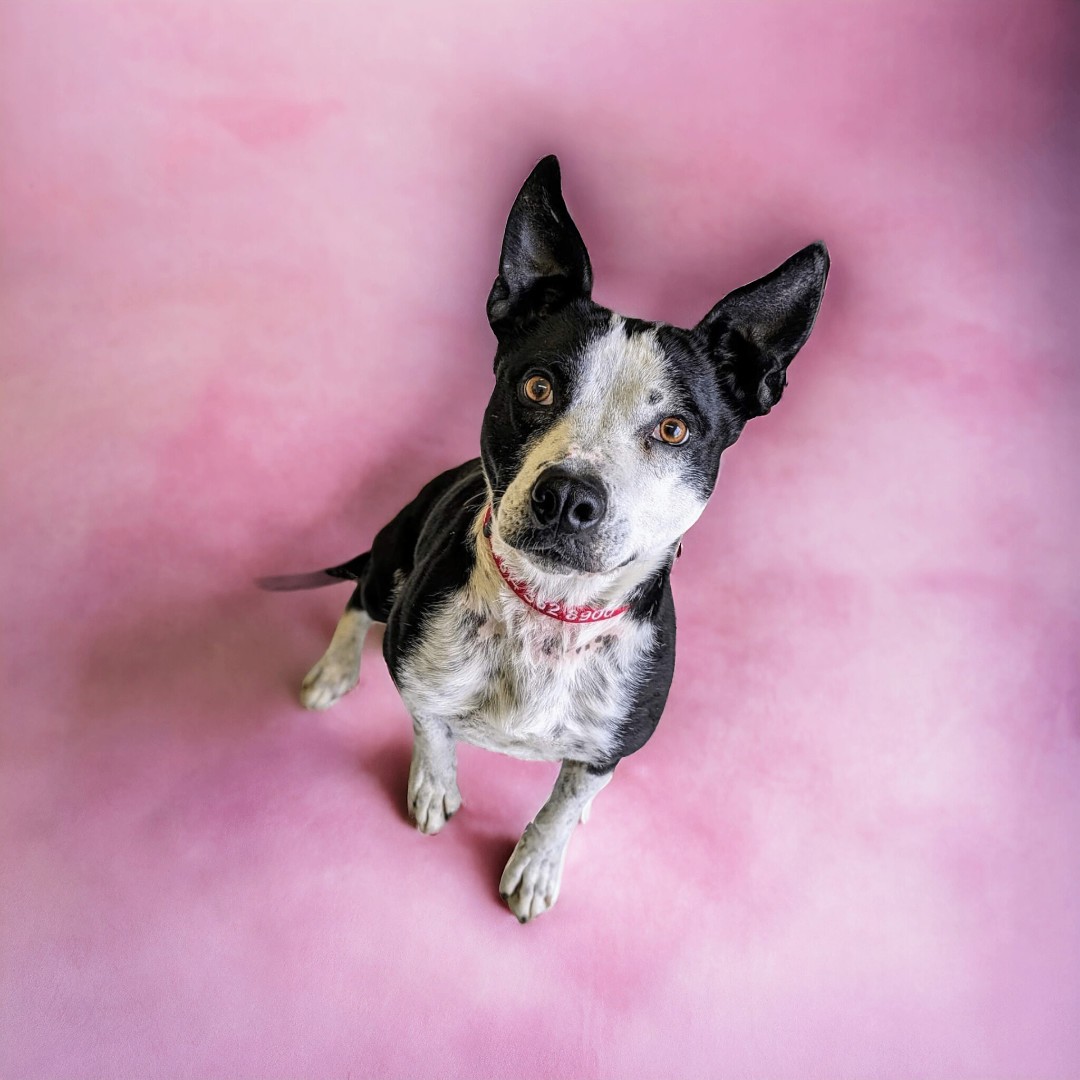 Ms Robinson (Diamond), Adoptable, Adult Female Cattle Dog & Pit Bull Terrier.