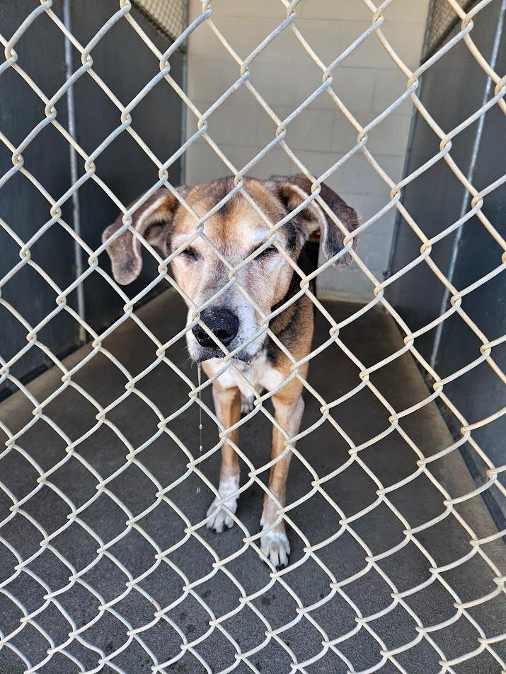 Red, Adoptable, Senior Male Hound.