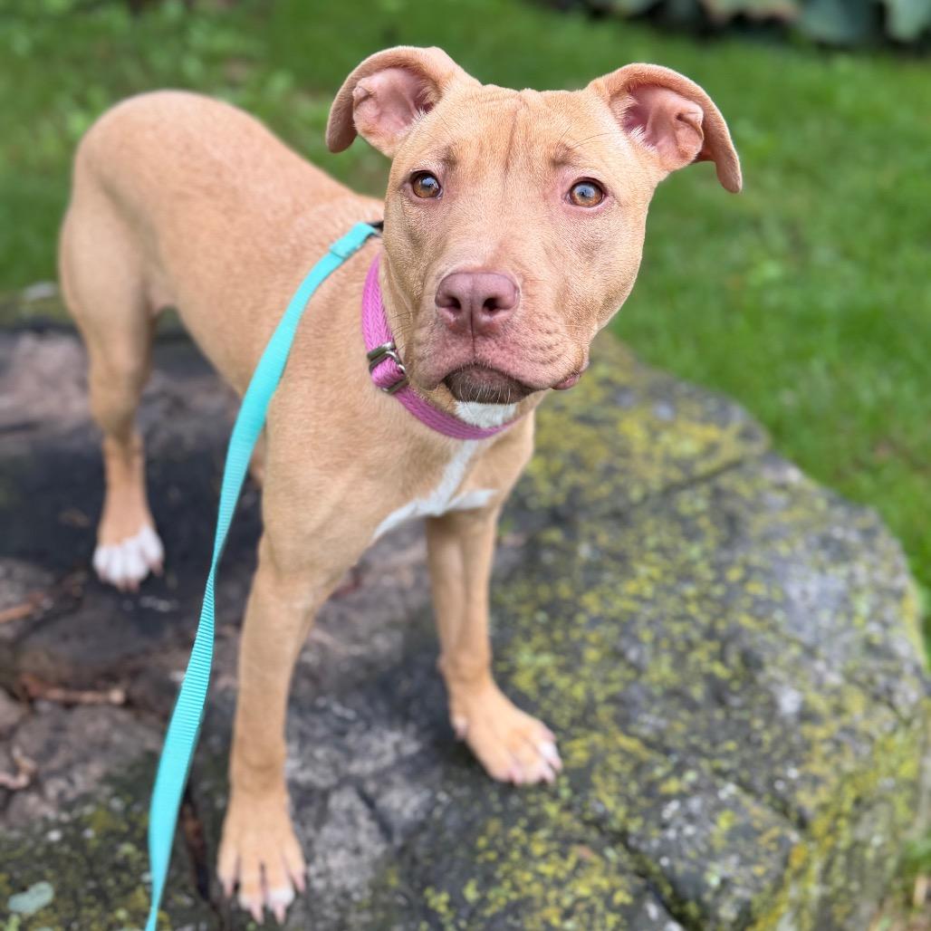 Enlarge Agnes, a Adoptable Mixed Breed in Oshkosh, WI image 1/5