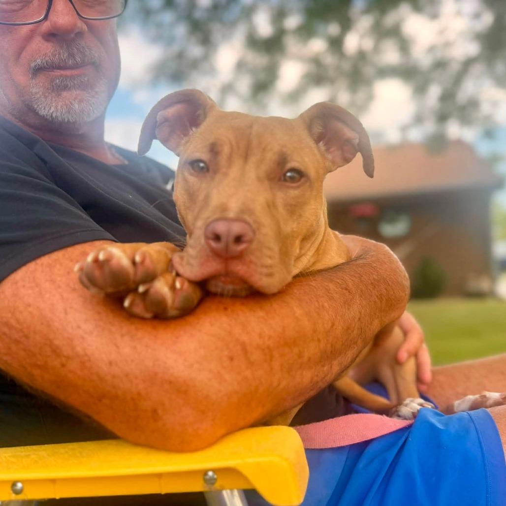 Enlarge Agnes, a Adoptable Mixed Breed in Oshkosh, WI image 2/5