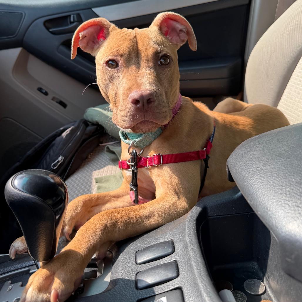 Enlarge Agnes, a Adoptable Mixed Breed in Oshkosh, WI image 3/5