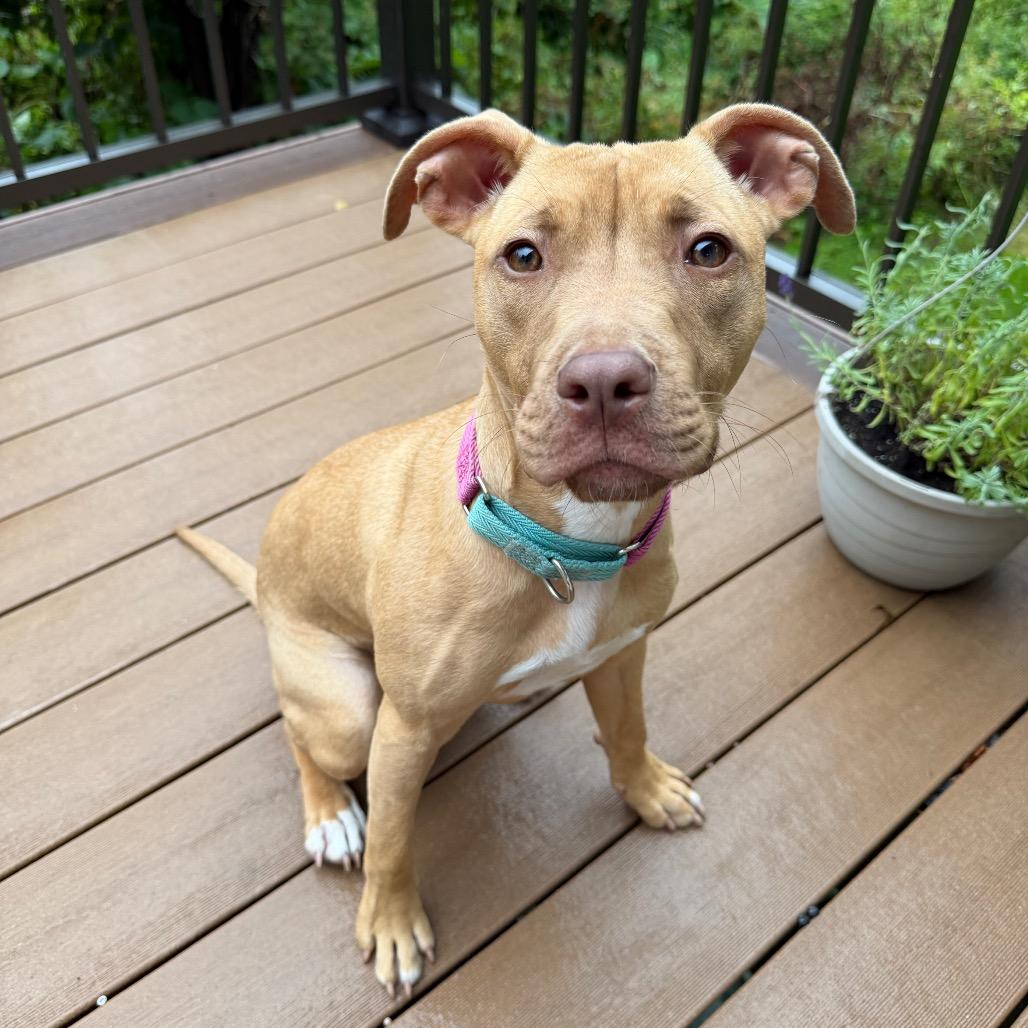 Enlarge Agnes, a Adoptable Mixed Breed in Oshkosh, WI image 4/5