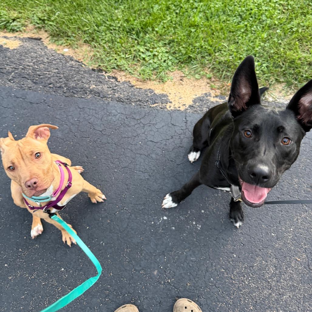 Enlarge Agnes, a Adoptable Mixed Breed in Oshkosh, WI image 5/5