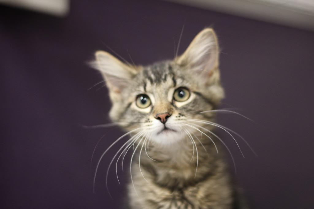 Enlarge Toma, a Adopted mixed breed in Rockford, IL image 1/4