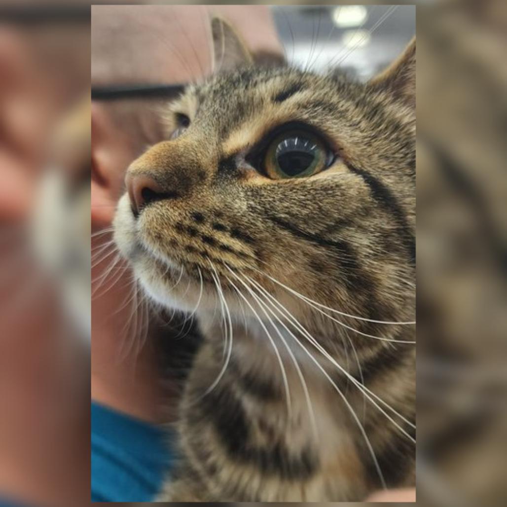 Dorothy, a Adoptable Domestic Short Hair in Toledo, OH image 1/5