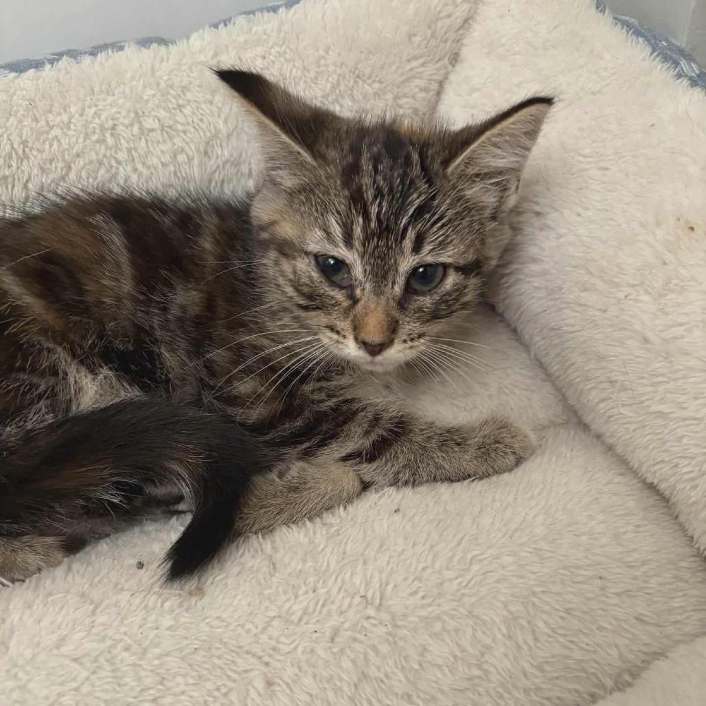 Enlarge Dorothy, a Adoptable Domestic Short Hair in Toledo, OH image 1/2