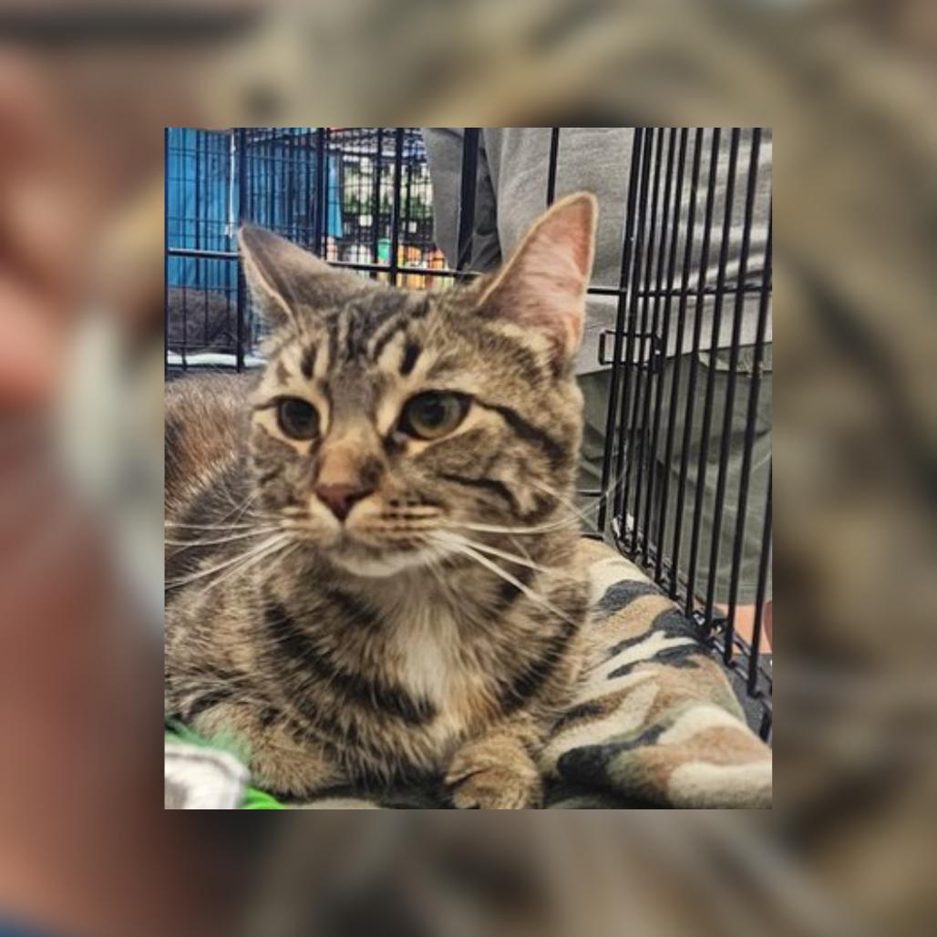 Dorothy, a Adoptable Domestic Short Hair in Toledo, OH image 2/5