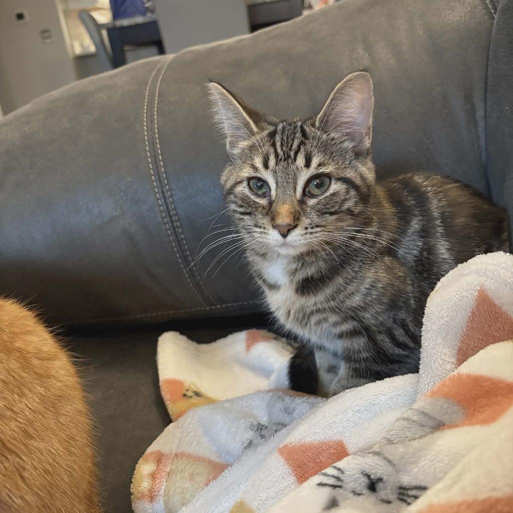 Dorothy, Adoptable, Young Female Domestic Short Hair.