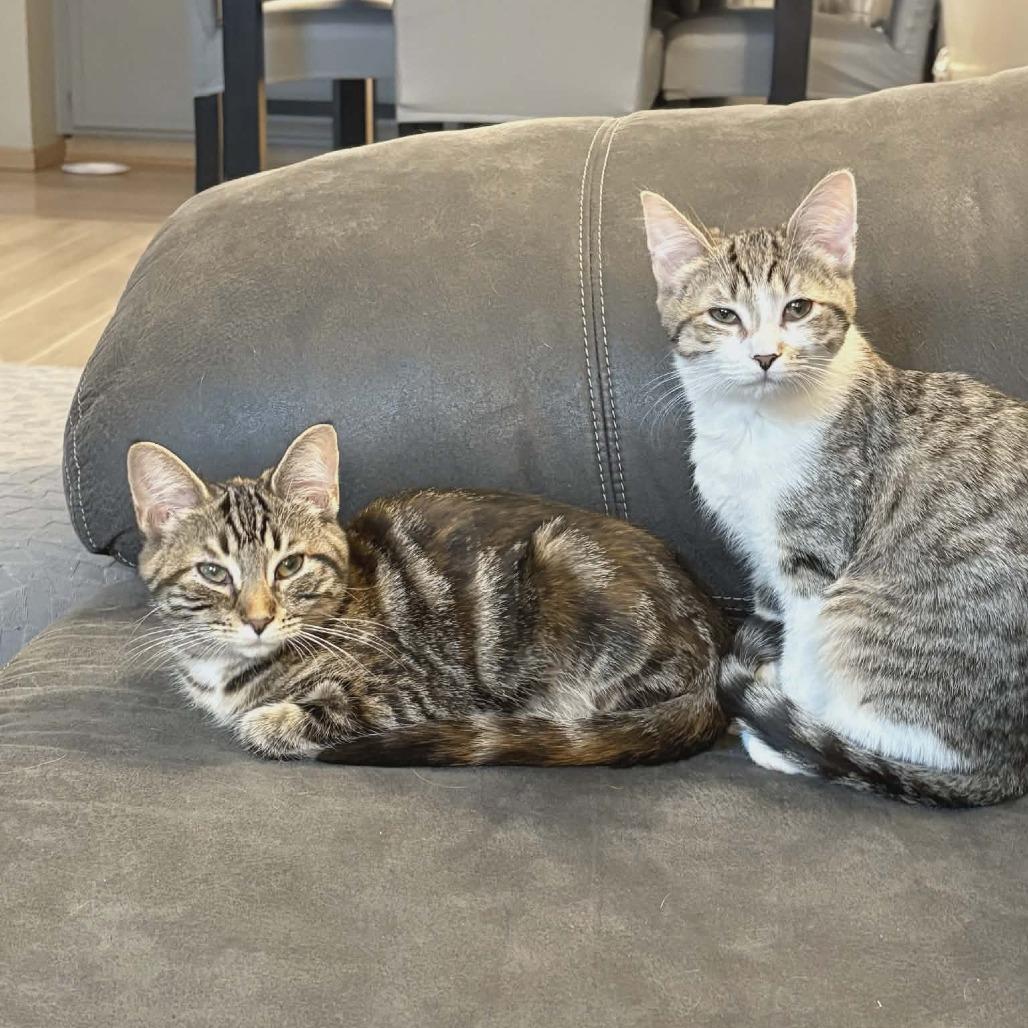 Enlarge Dorothy, a Adoptable Domestic Short Hair in Toledo, OH image 3/5