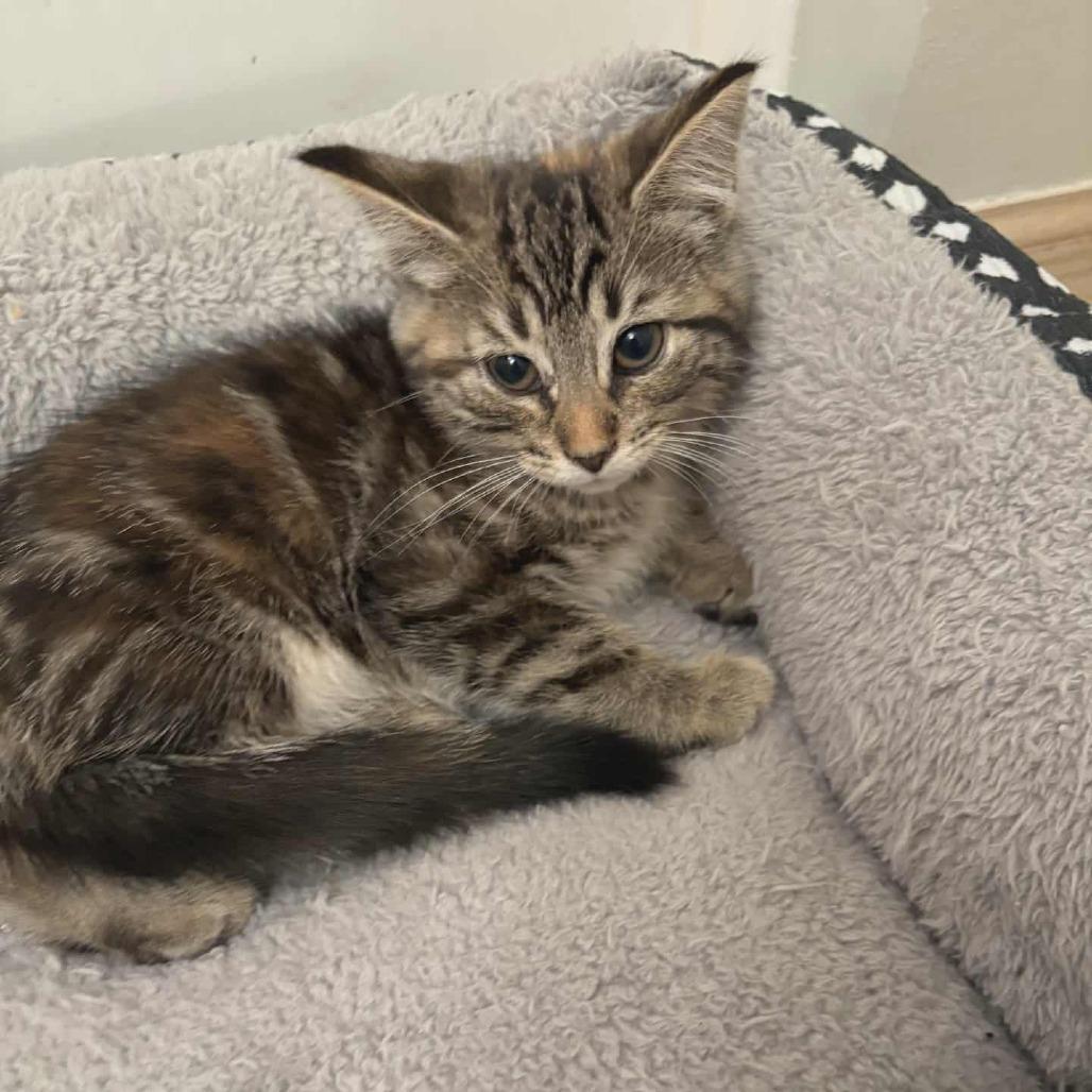 Enlarge Dorothy, a Adoptable Domestic Short Hair in Toledo, OH image 2/2