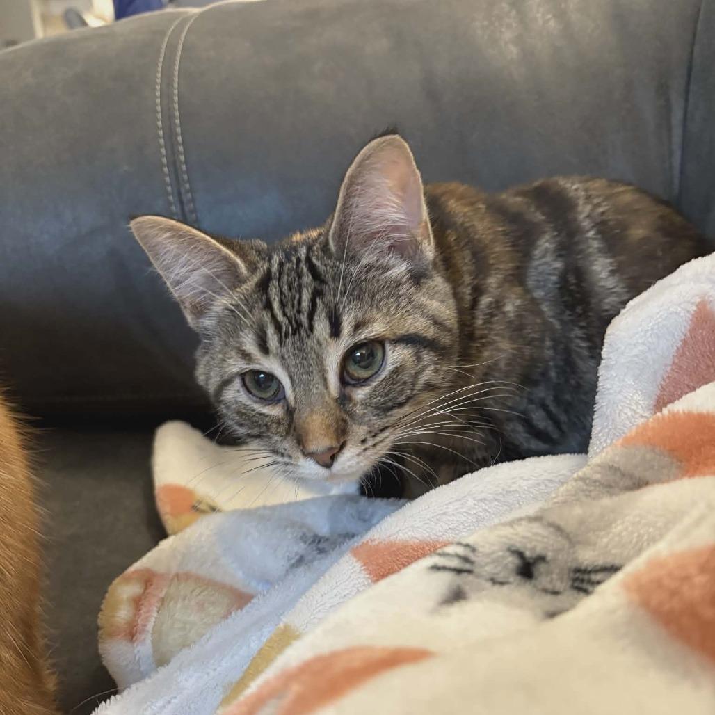 Enlarge Dorothy, a Adoptable Domestic Short Hair in Toledo, OH image 5/5