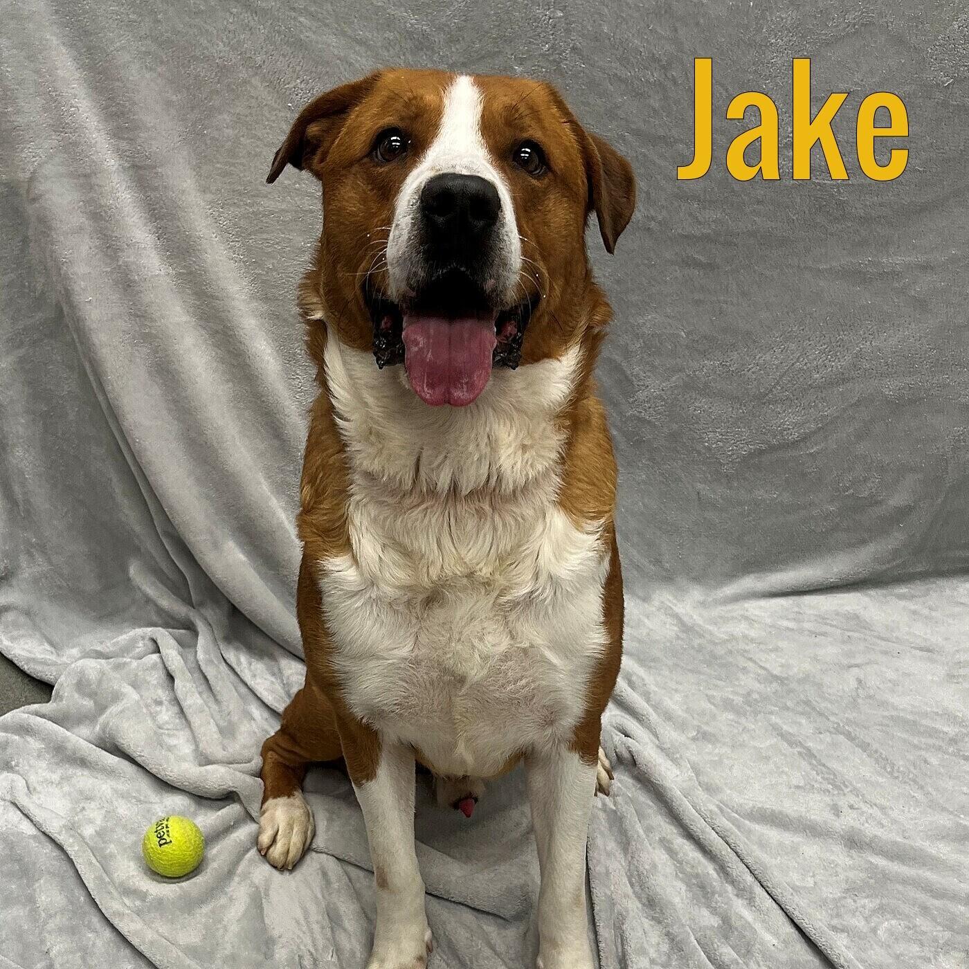 Jake, ADOPTABLE, Adult Male Shepherd & Hound.