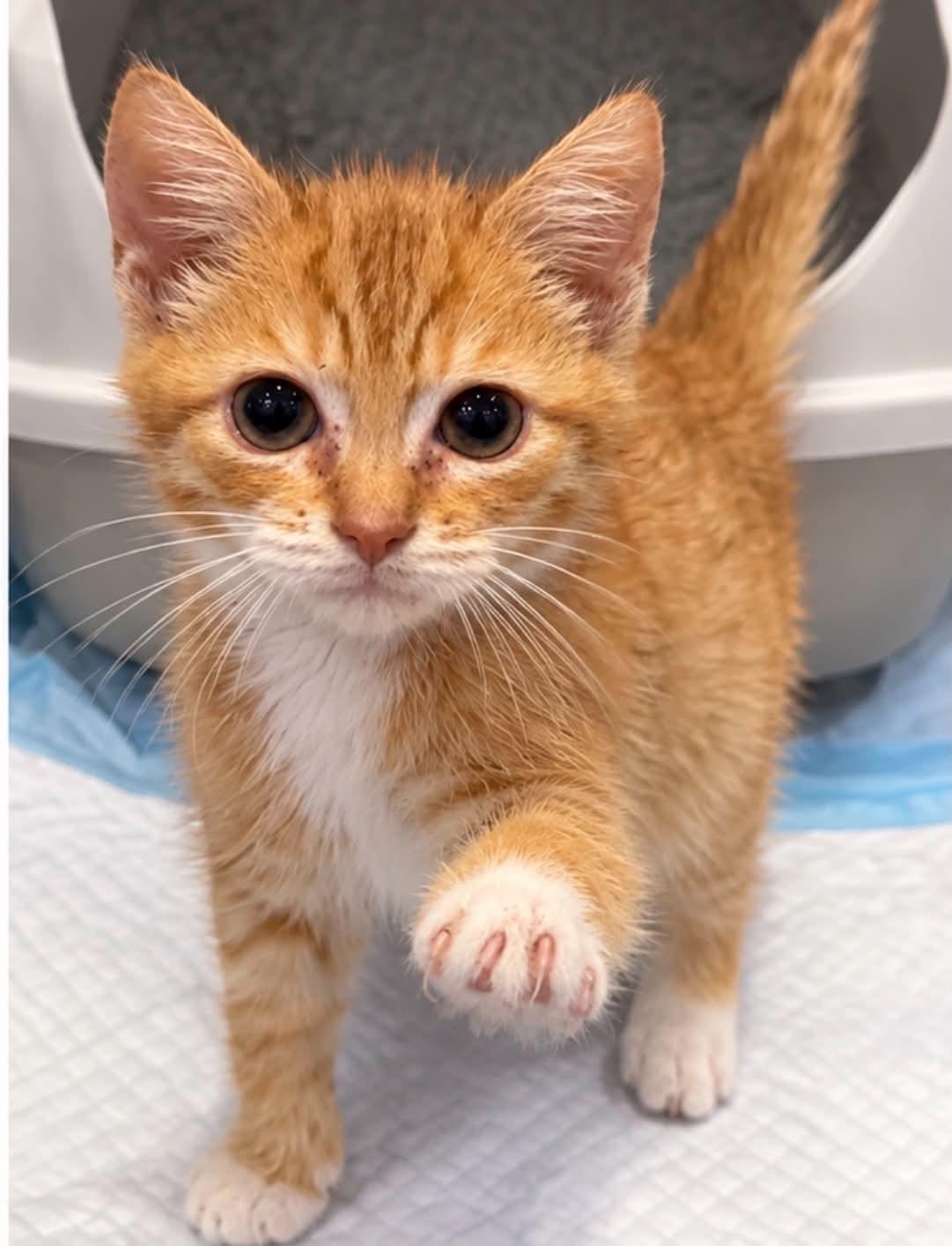 Hobbs, Adoptable, Kitten Female Domestic Short Hair.