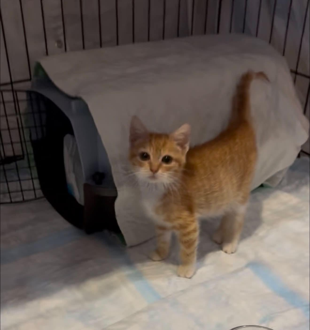 Enlarge Hobbs, a Adoptable Domestic Short Hair in Staten Island, NY image 3/5