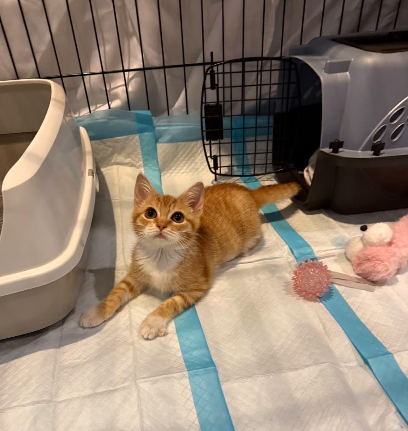 Enlarge Hobbs, a Adoptable Domestic Short Hair in Staten Island, NY image 4/5
