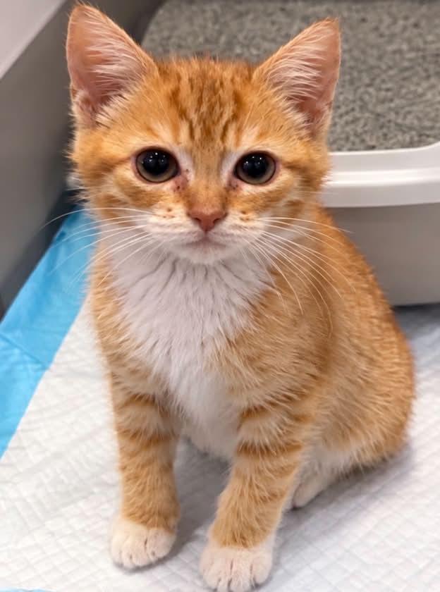 Enlarge Hobbs, a Adoptable Domestic Short Hair in Staten Island, NY image 2/5