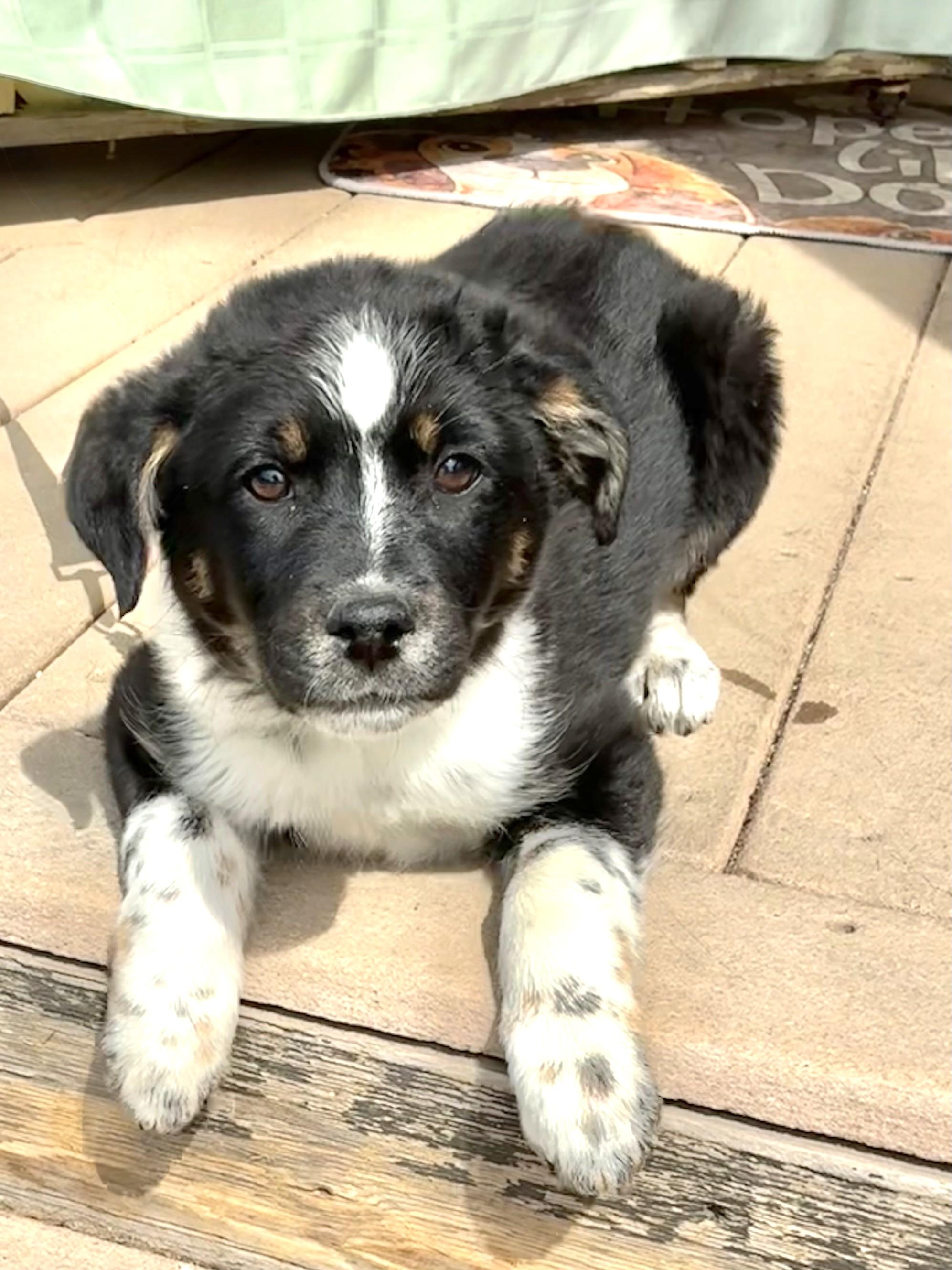 Enlarge Tillee, a Adoptable mixed breed in West Chicago, IL image 2/3