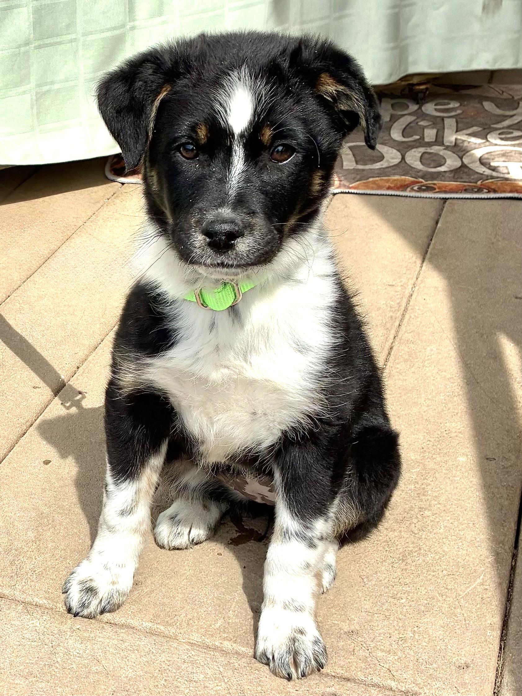 Enlarge Tillee, a Adoptable mixed breed in West Chicago, IL image 1/3