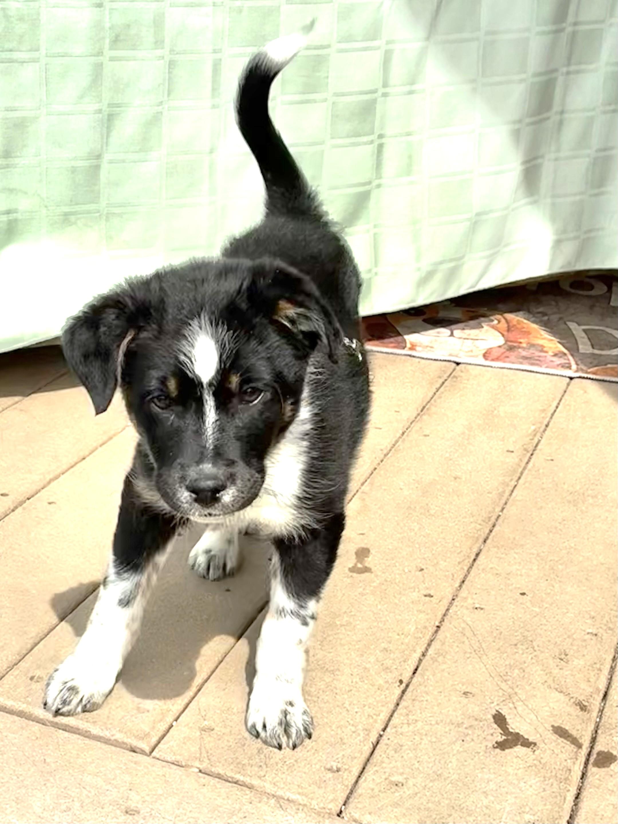 Enlarge Tillee, a Adoptable mixed breed in West Chicago, IL image 3/3