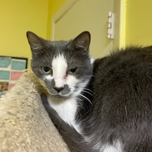 Nugget, an adoptable Domestic Short Hair in Margate, FL, 33063 | Photo Image 1