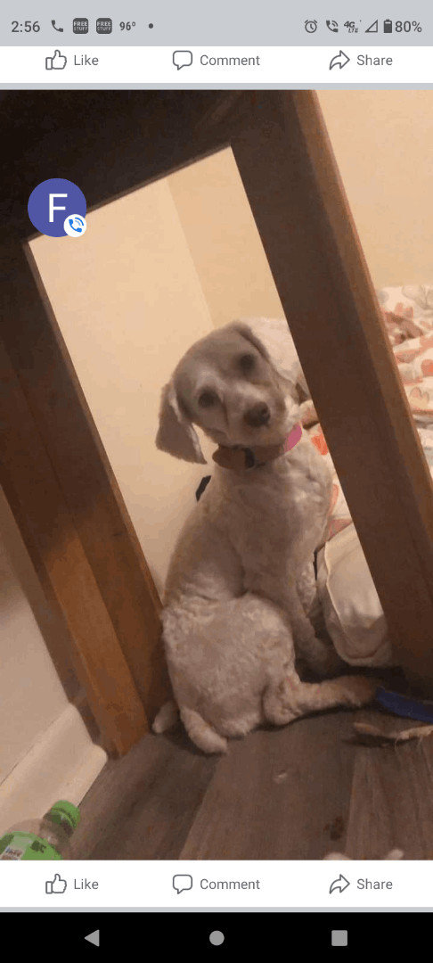 WALTER, Adopted, Puppy Male Poodle.