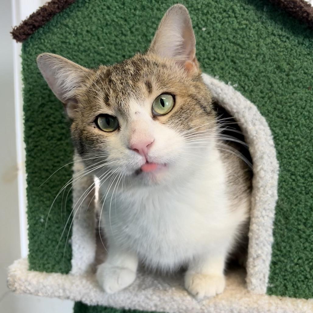 Wonderball, Adoptable, Adult Male Domestic Short Hair.