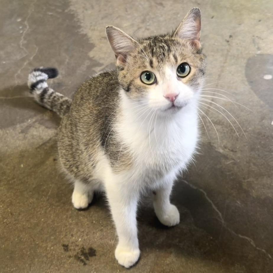 Enlarge Wonderball, a Adoptable Domestic Short Hair in Edwardsville, IL image 2/6