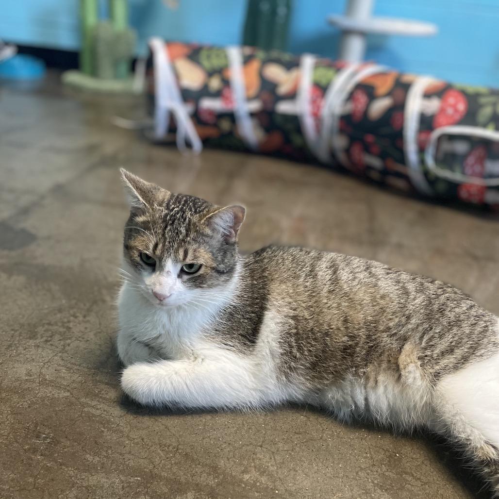 Enlarge Wonderball, a Adoptable Domestic Short Hair in Edwardsville, IL image 2/6